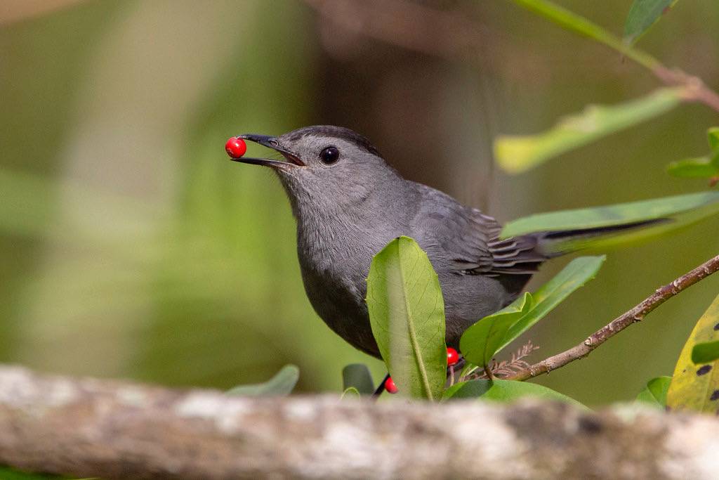 Gray Catbird by DFChurch is licensed under CC BY-NC-ND 2.0